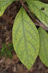 Southern spicebush <BR>Pondberry